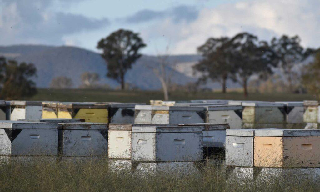 A stack of beehives in a field in NSW.